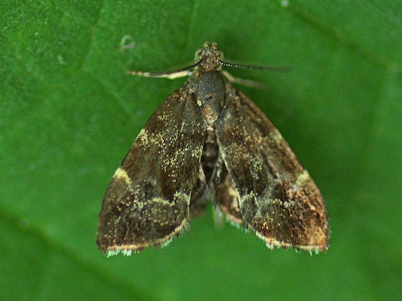 Anthophila fabriciana entrambe?
